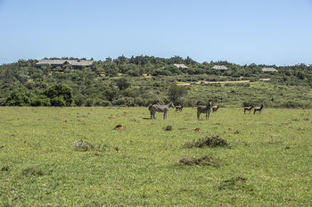 Kariega Game Reserve Settlers Drift Александрия Экстерьер фото